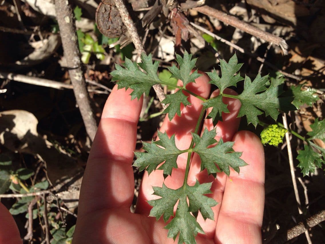Lomatium 10