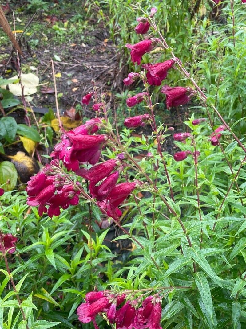 Penstemon barbato 9