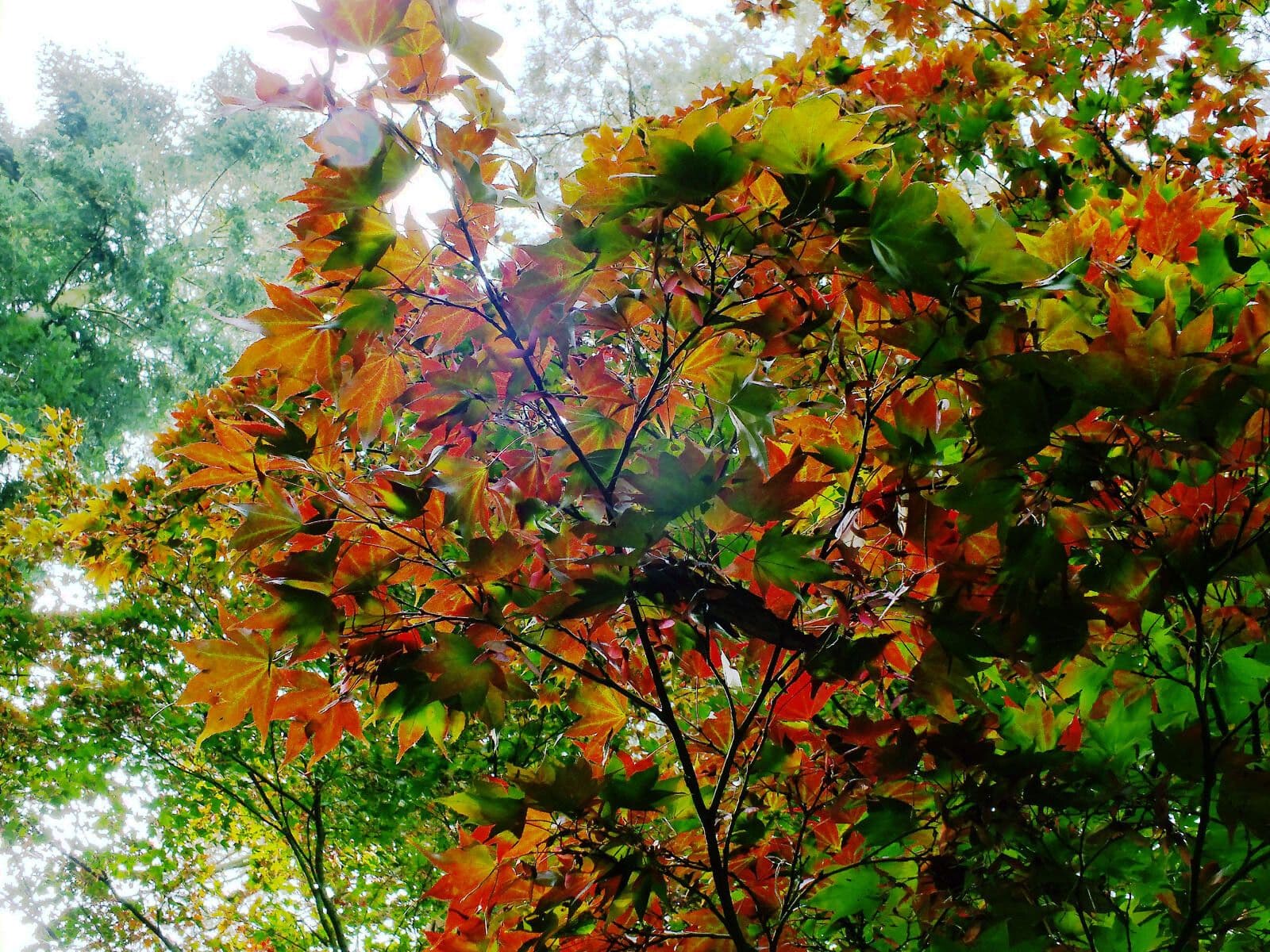 The painted maple 11