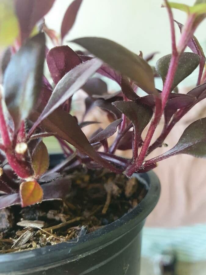 Alternanthera Brasiliana 30