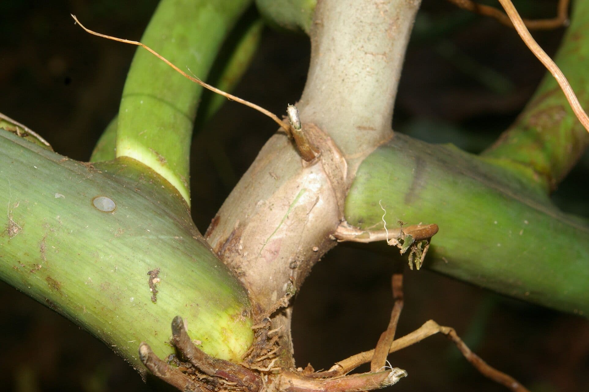 Philodendron 15