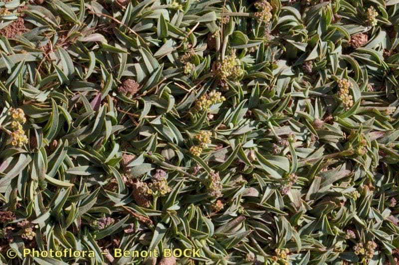Bupleurum