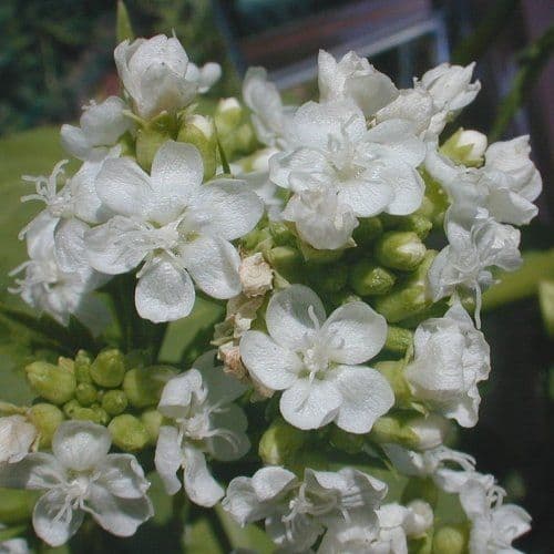 Napaea dioica