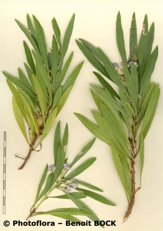 Globularia salicina 22
