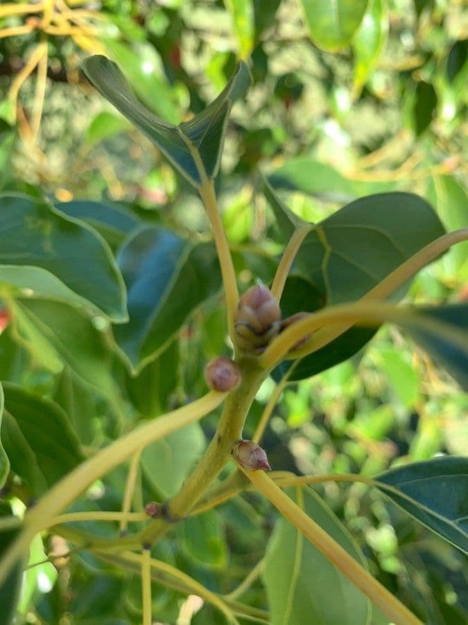 Kampur-Lorbeer 10