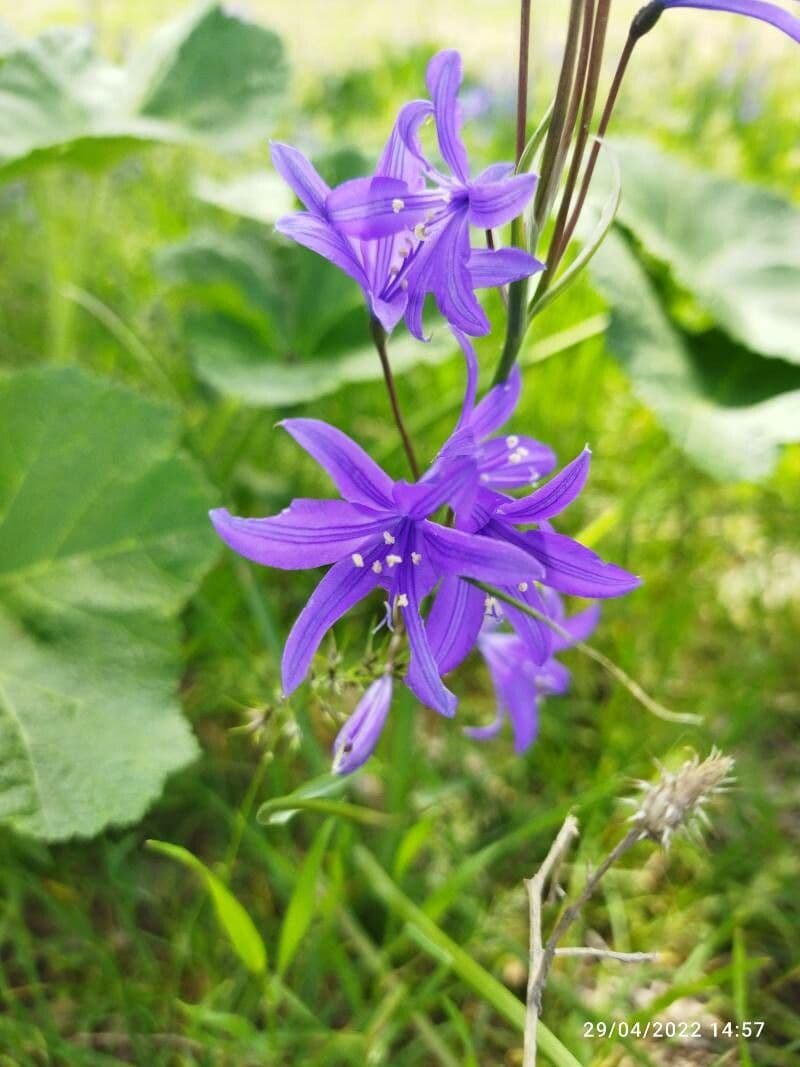 Ixiolirion tataricum 6