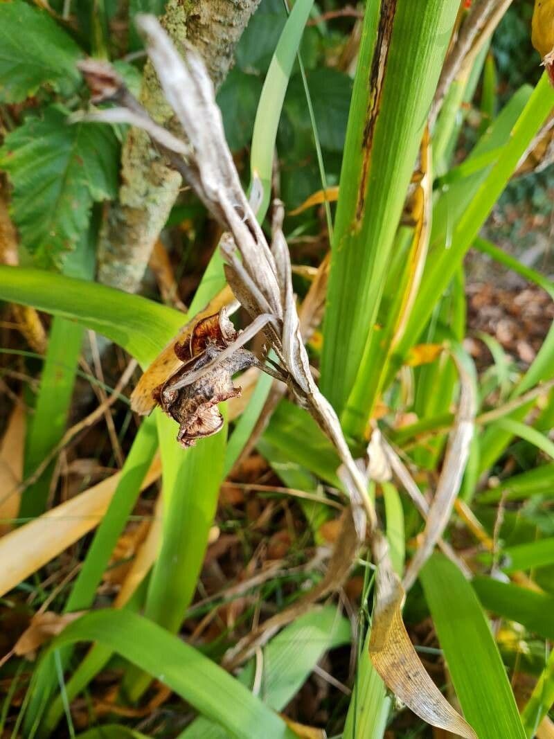 Iris fétide 23