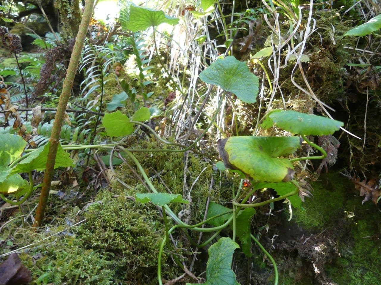 Centella asiatica 11