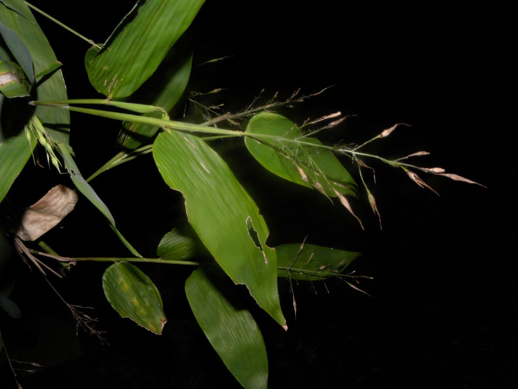 Olyra latifolia 2