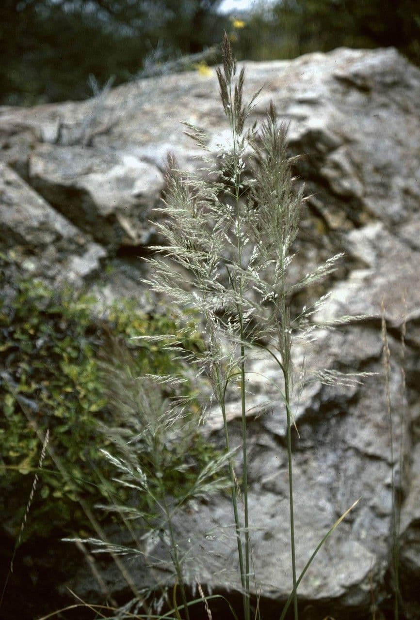 Muhlenbergia