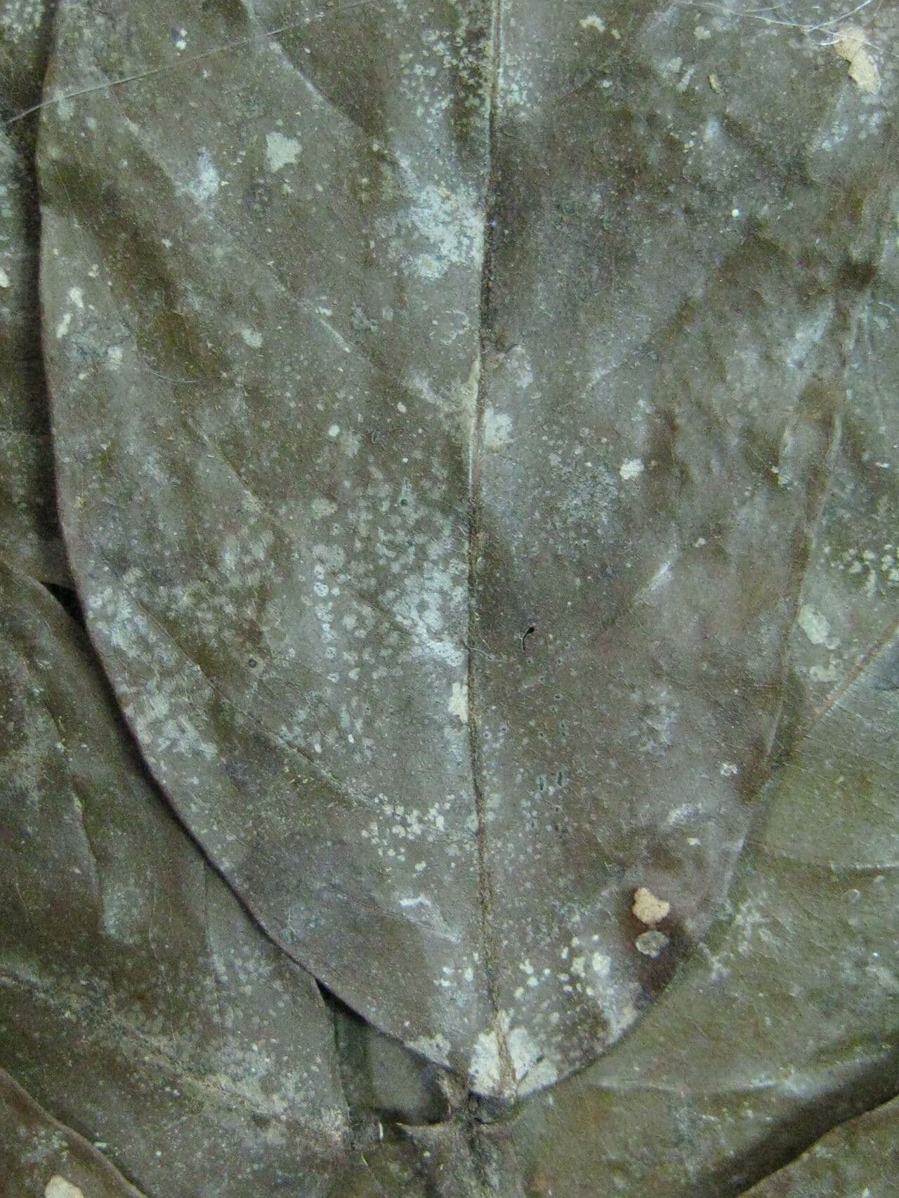 Swartzia 2