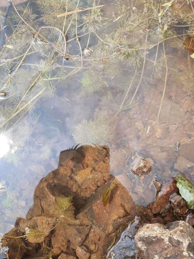 Limnophila 3