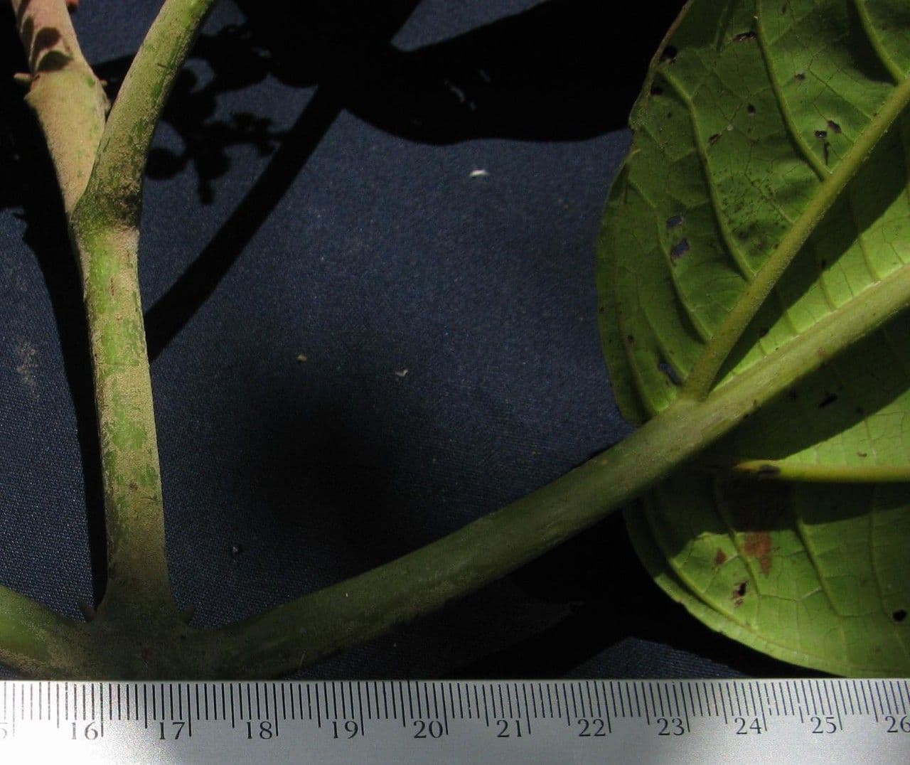 Miconia 17