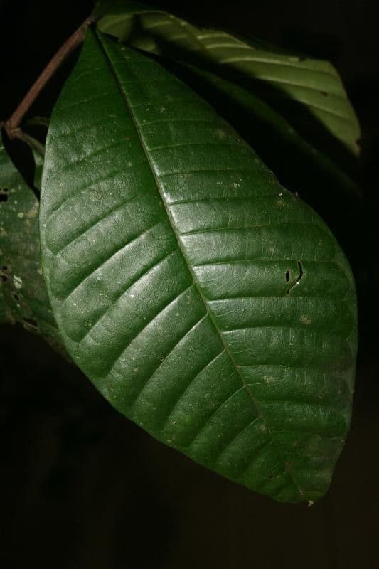 Couma guianensis 4