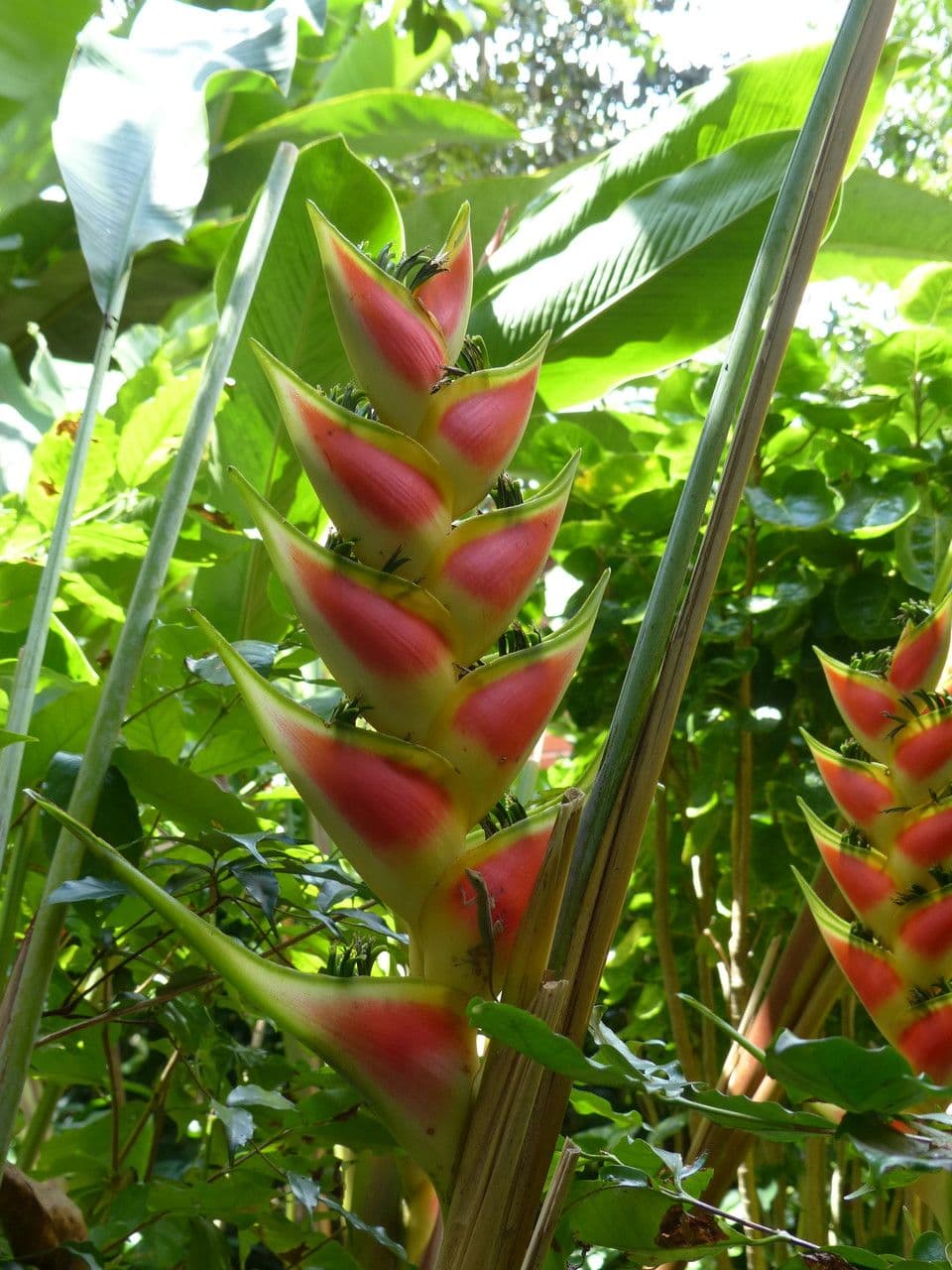 Geldblume 24