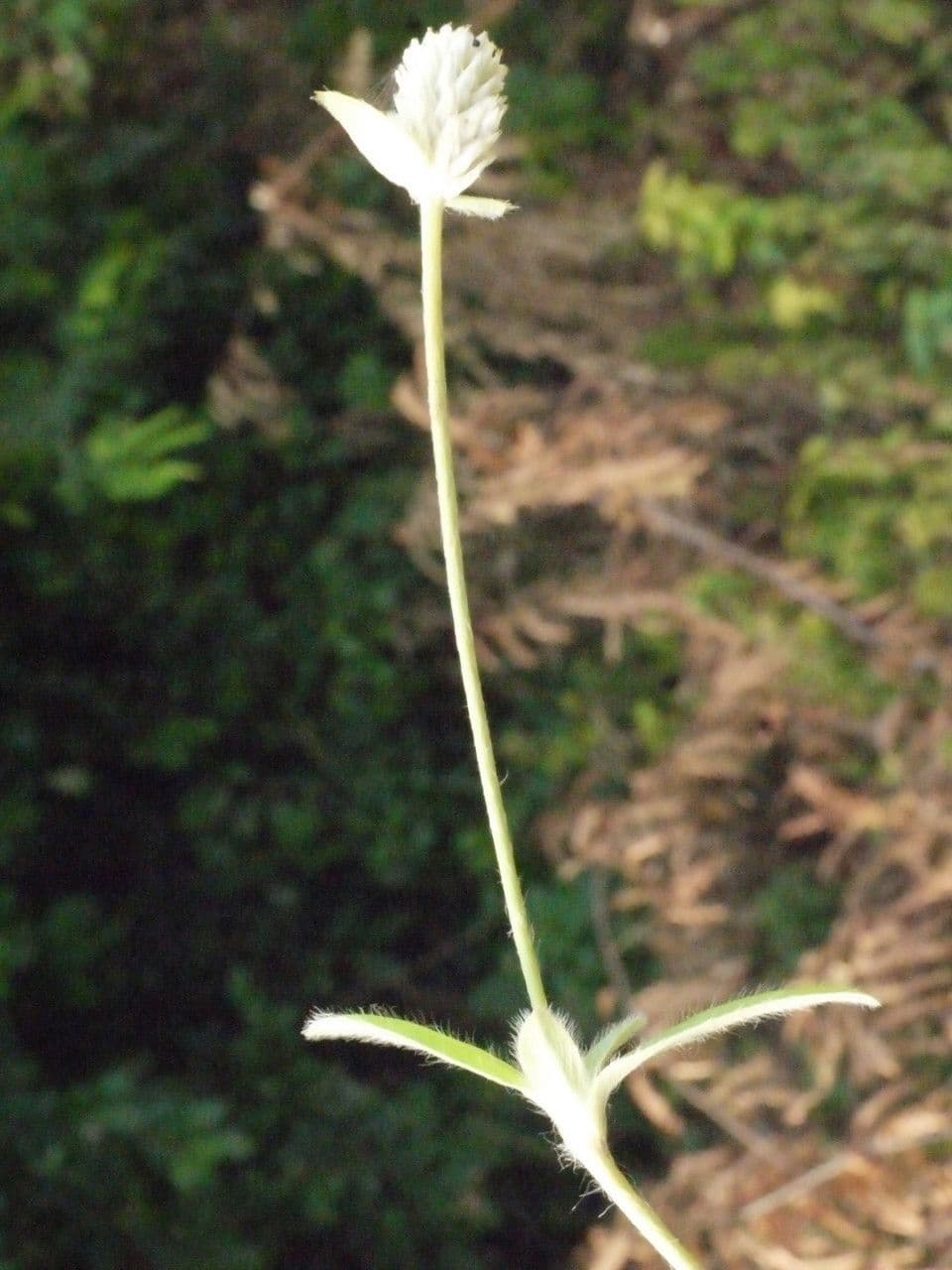 Alternanthera sessilis 24