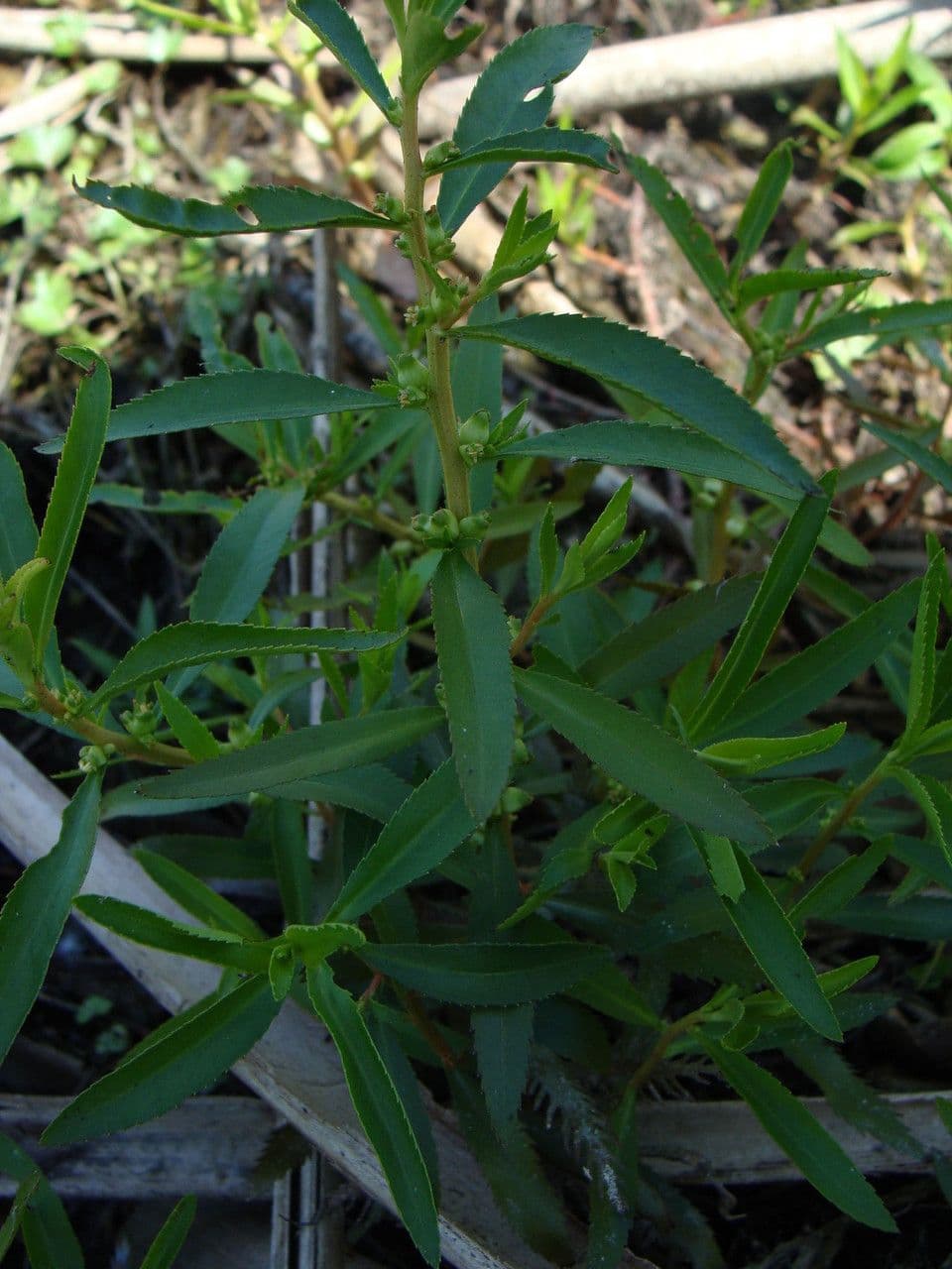 Proserpinaca palustris 3