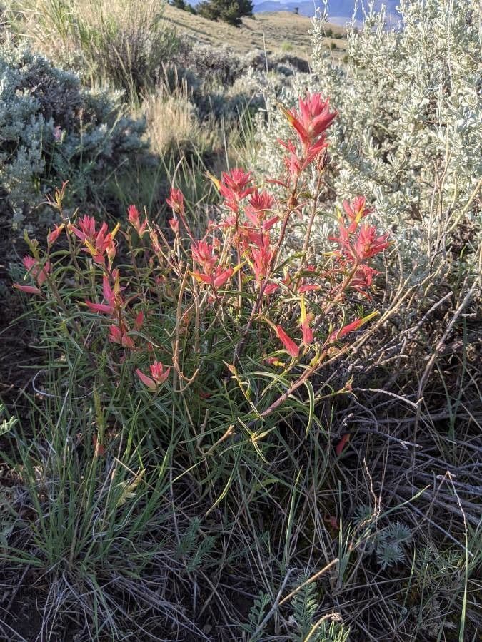 Penstemon-Penstemon 11