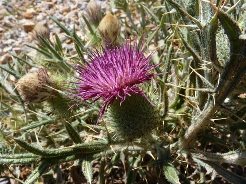 Cirsium 6