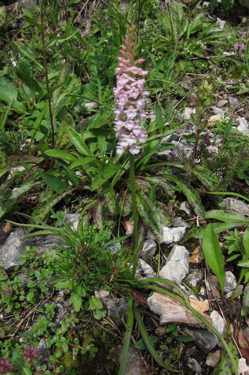 Manina profumata 16