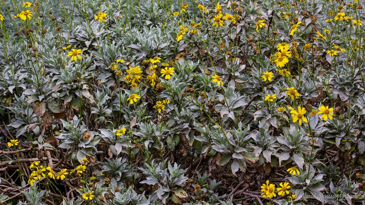 Encelia 14