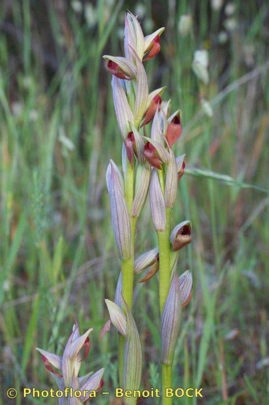 Serapias parviflora 25