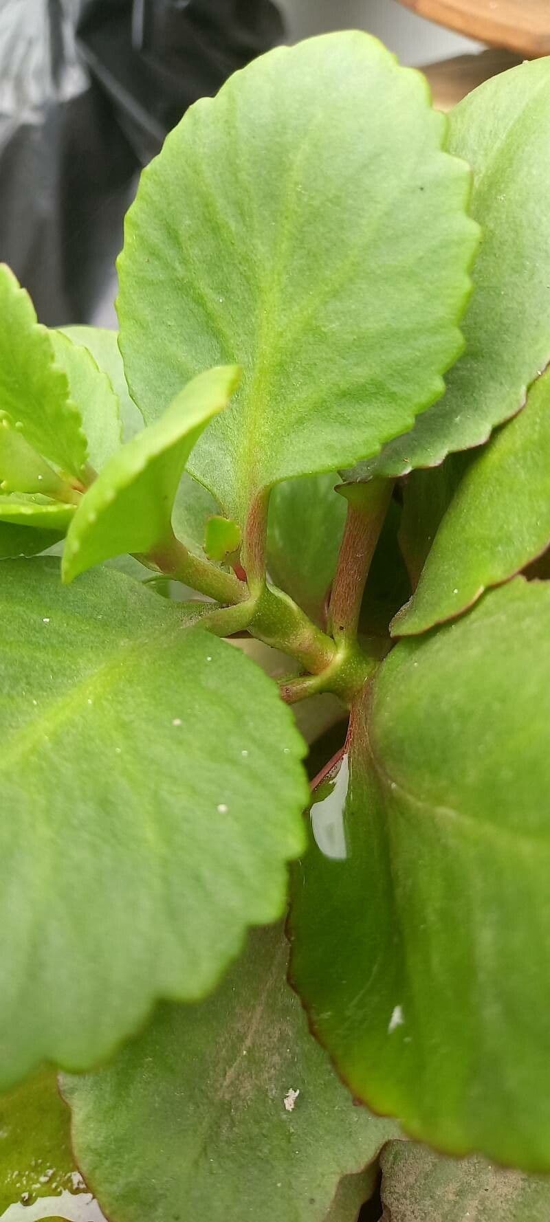 Kalanchoe 20