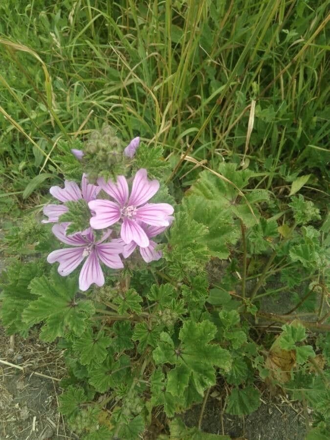 Malva selvatica 25