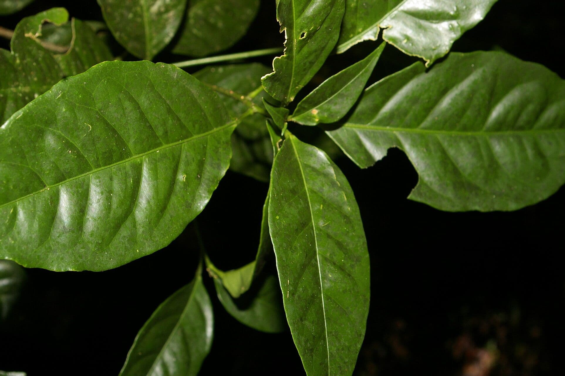 Peltostigma 12