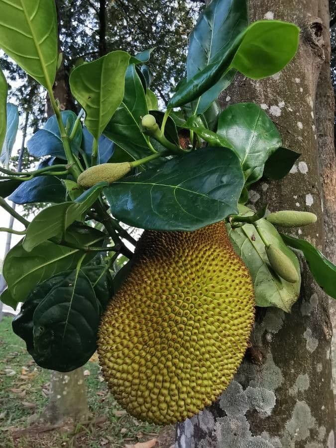 Jackfruit 10