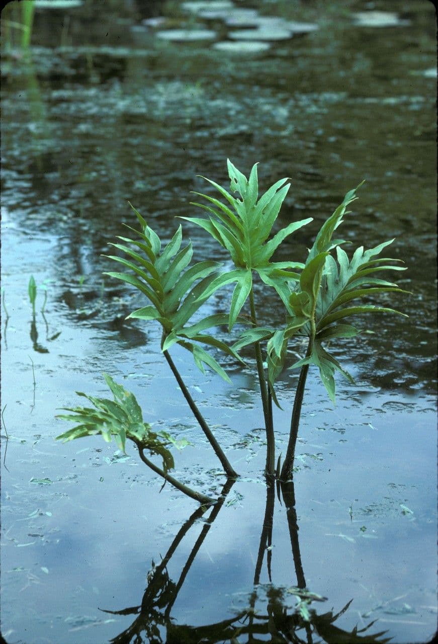 Lasia spinosa 2