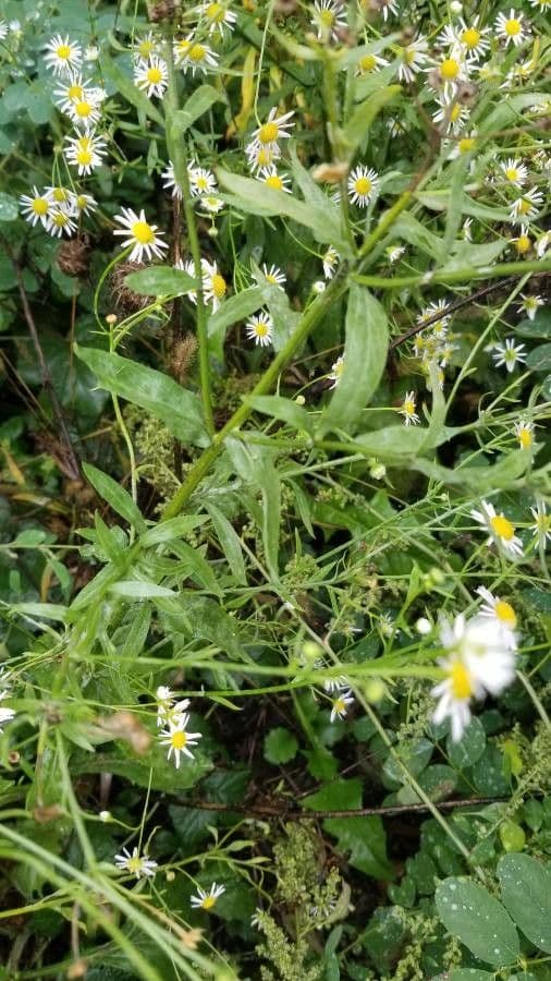 Boltonia asteroides 9