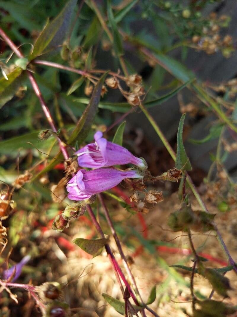 Richardsons Bartblume 3