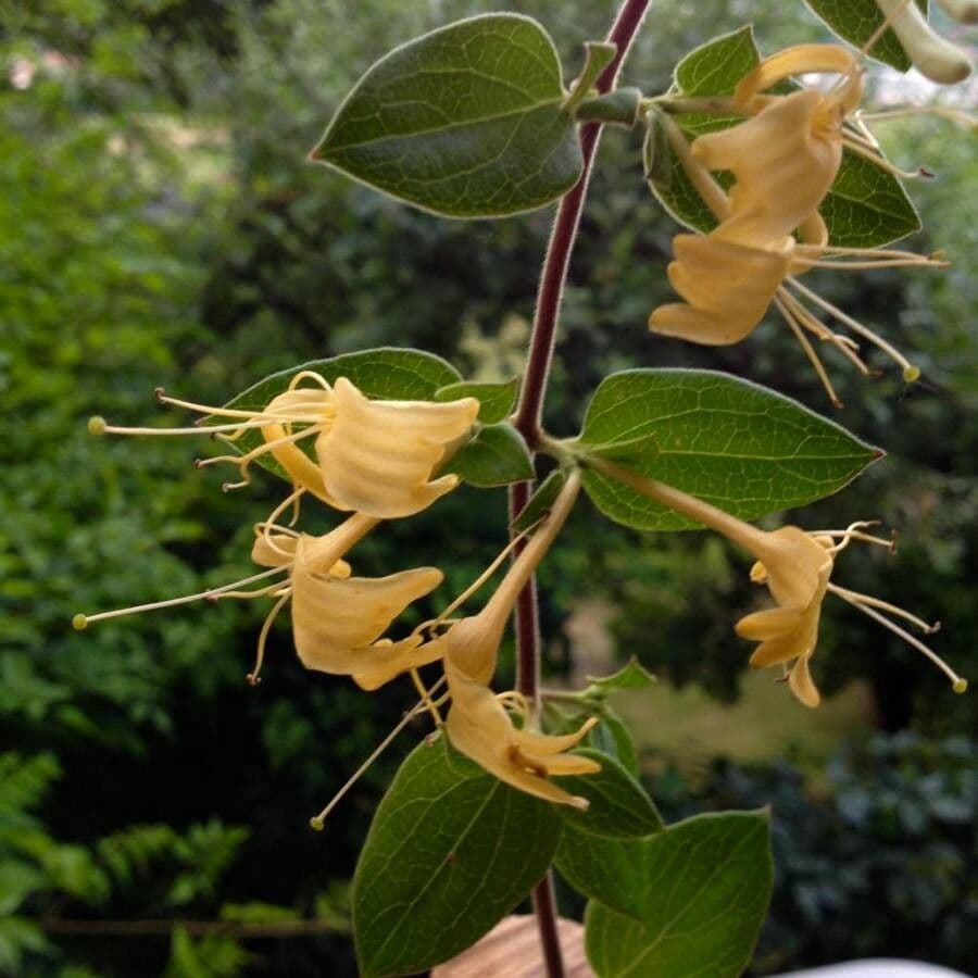 Wald-Geißblatt 7