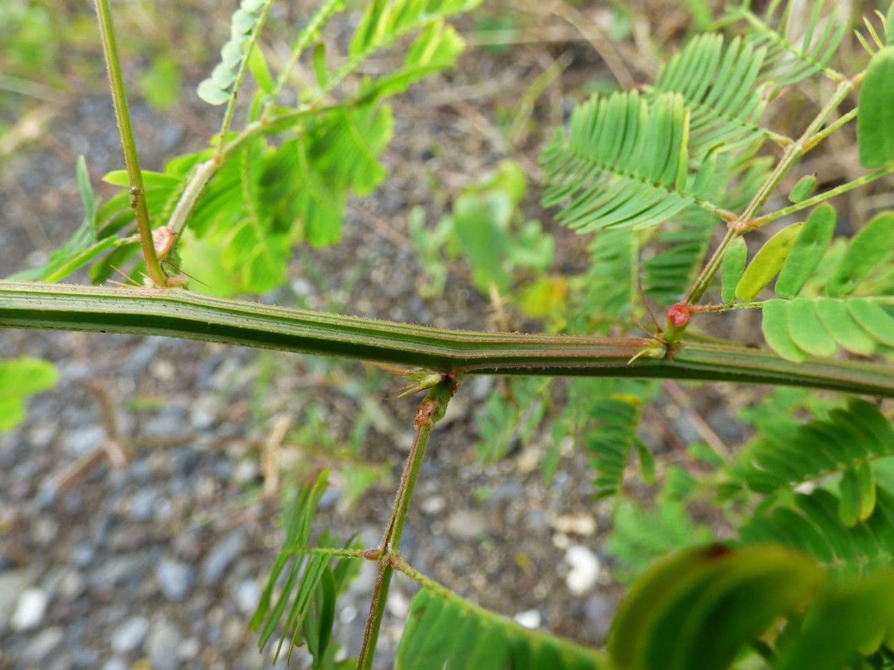 Bogen-Desmanthus 24