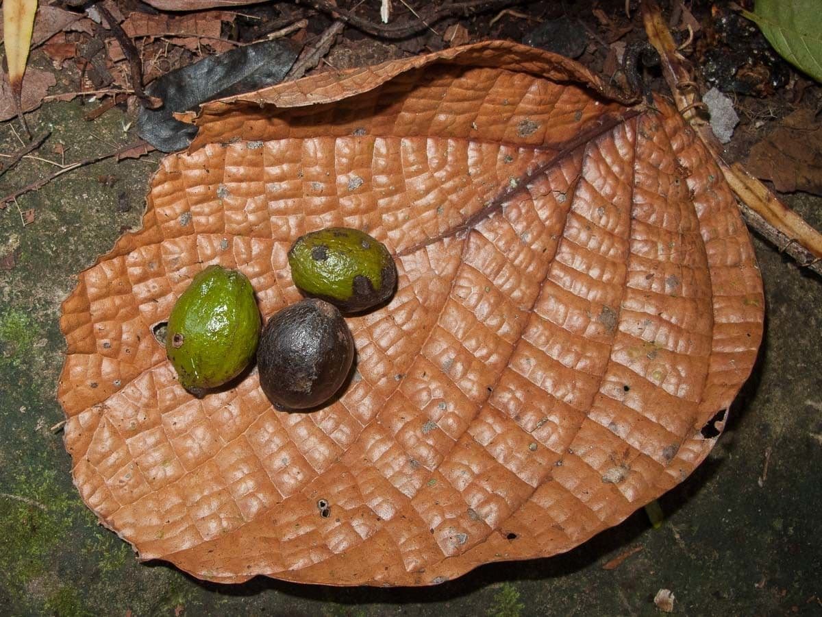 Cryptocarya