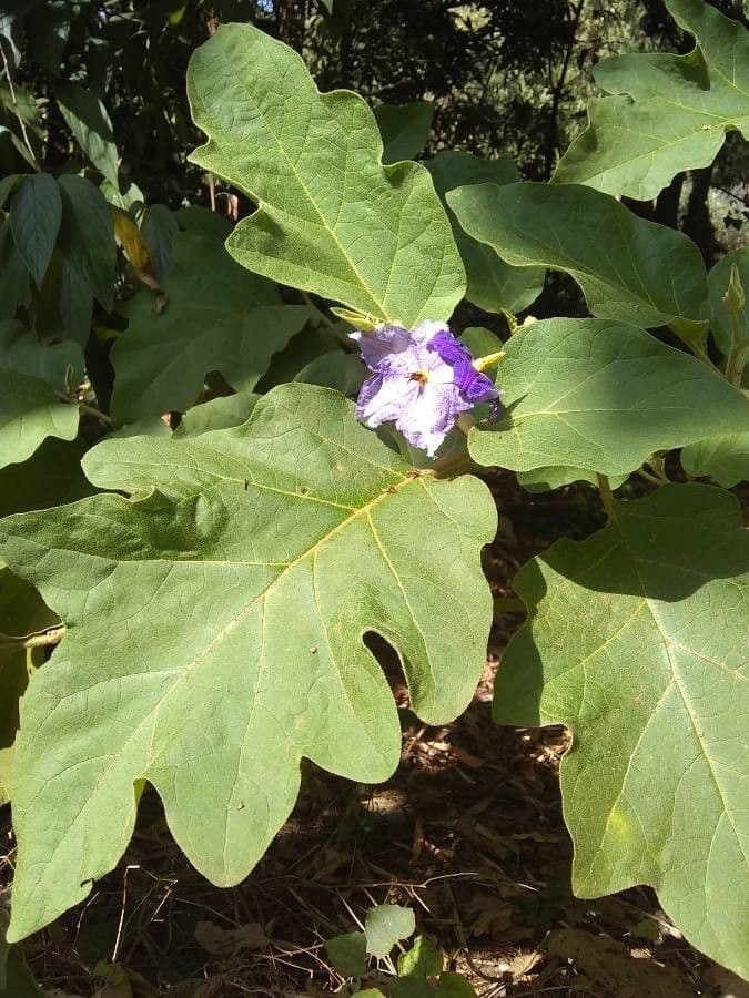 Solanum di Wright