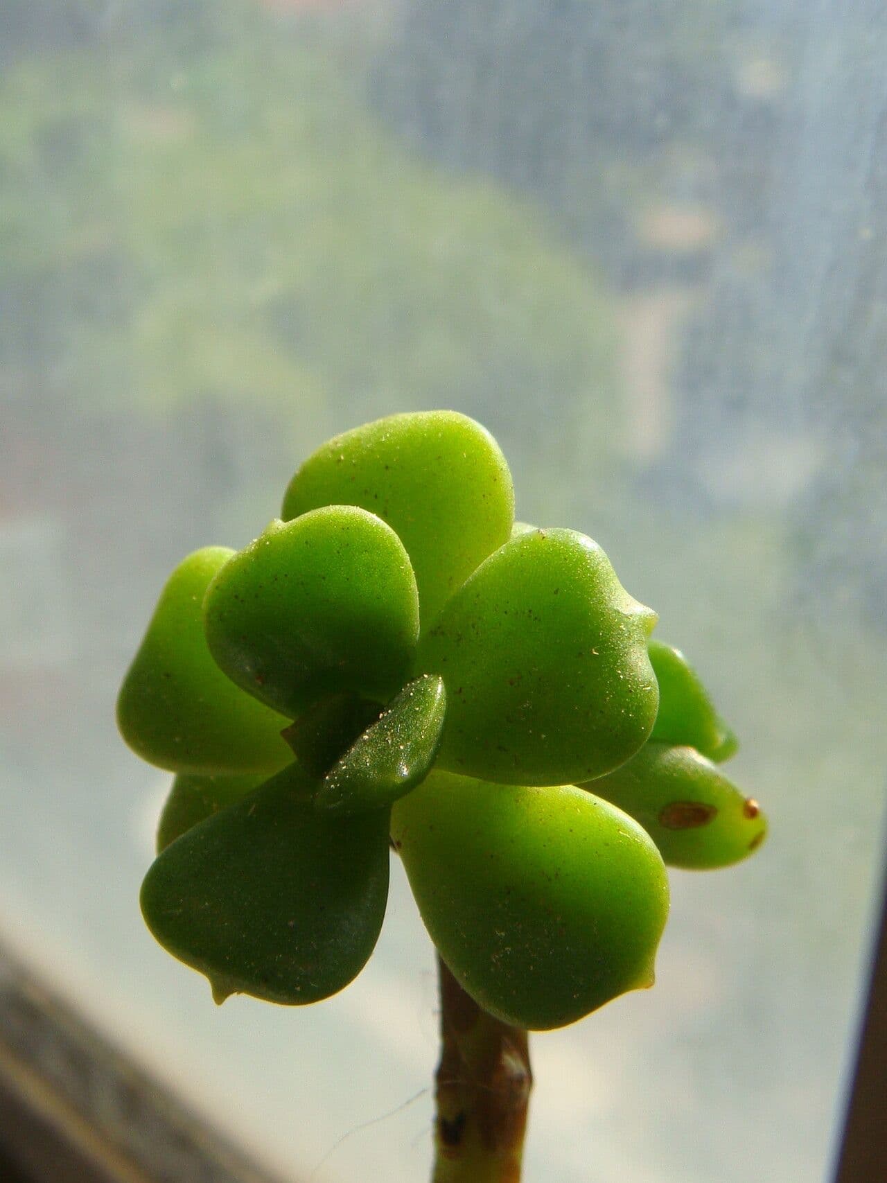 Echeveria 7