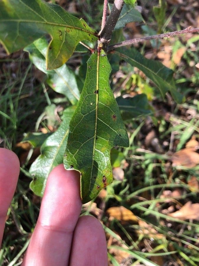 Quercia nera 16