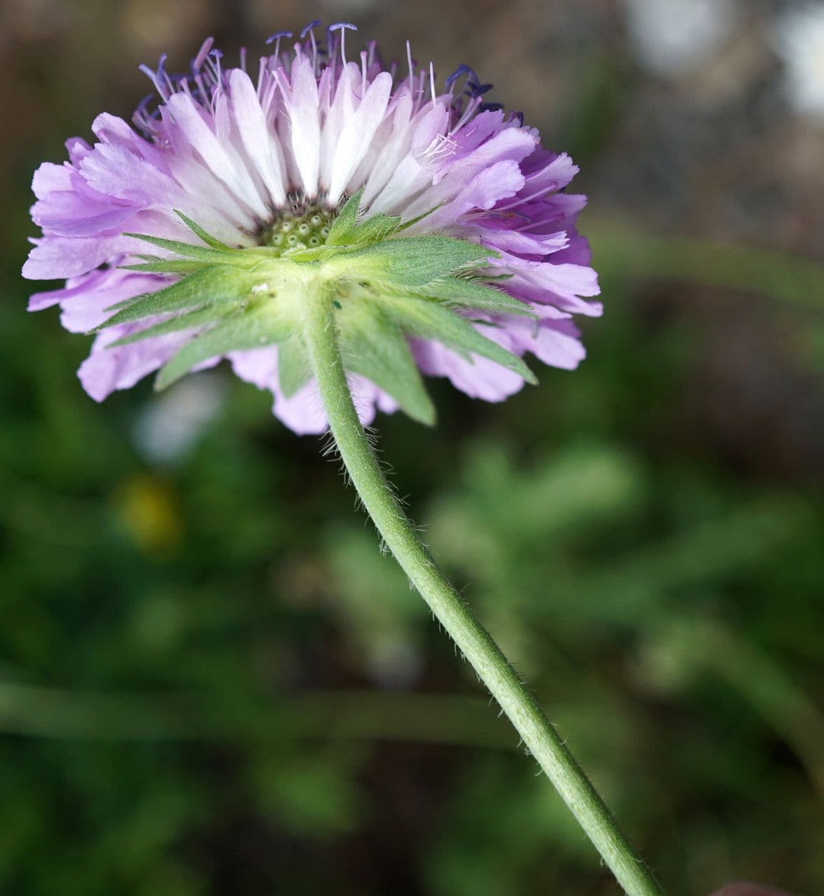 Knautia 5