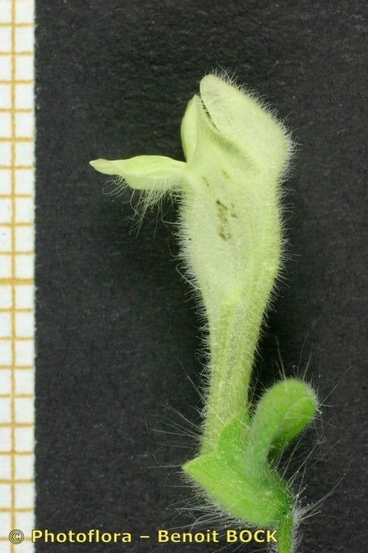 Scutellaria 16