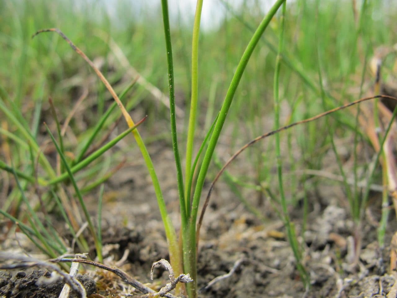 Giuncastrello palustre 17