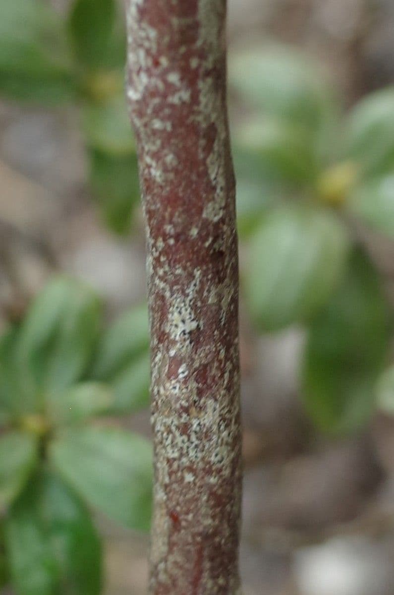 Rododendro 21