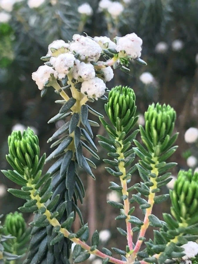 Phylica ericoides 13