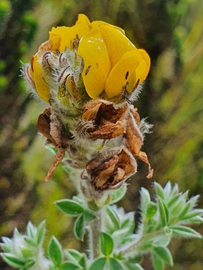 Argyrolobium 4
