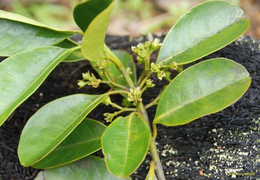 Crossostylis 2