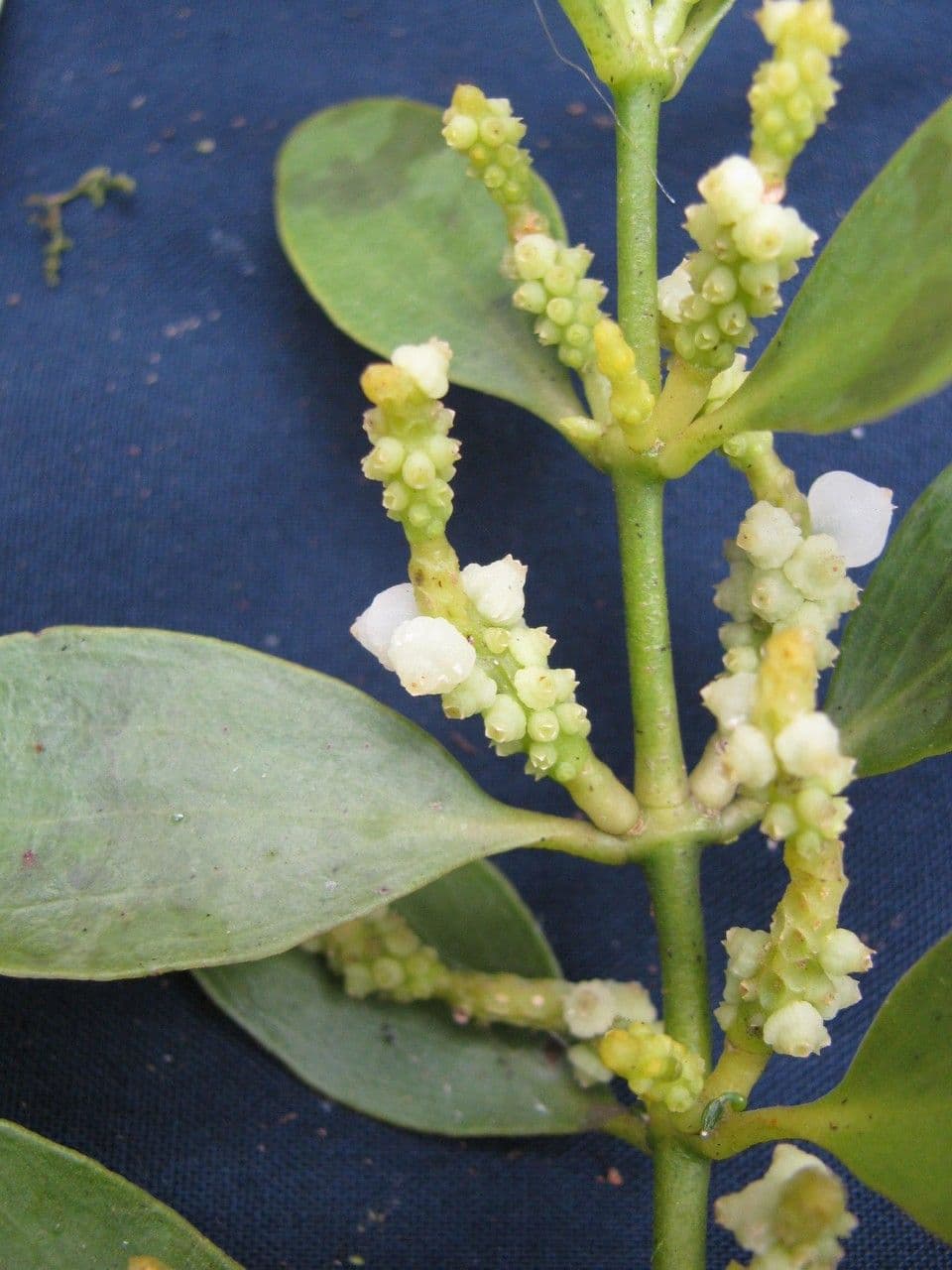 Dendrophthora