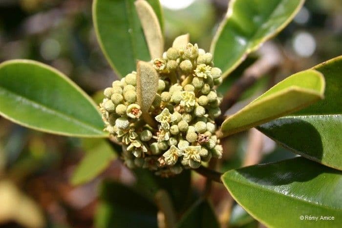 Solmsia calophylla 4
