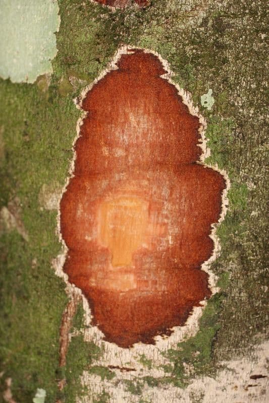 Leptobalanus 12