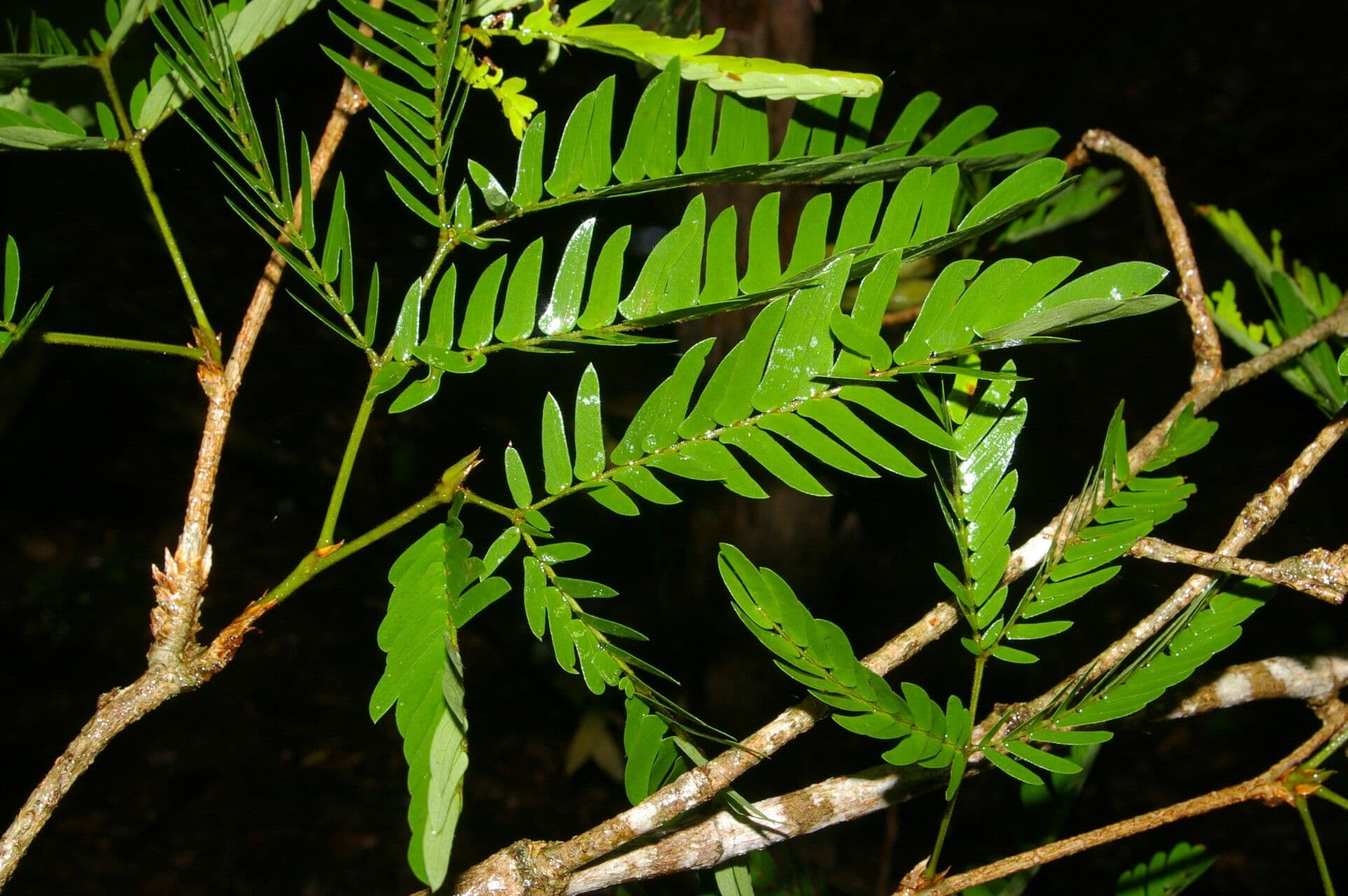 Calliandra 13